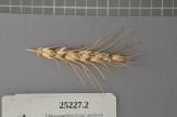 Click for 1 image(s) for this accession. Spike